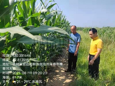 珲春市玉米种植大户尝试宽窄行种植新模式长势良好